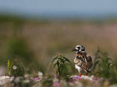 Roskarl [Ruddy Turnstone] (IMG_6496)