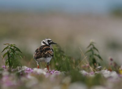 Roskarl [Ruddy Turnstone] (IMG_6504)