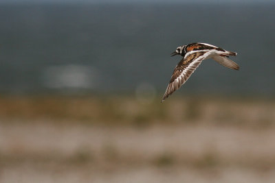 Roskarl [Ruddy Turnstone] (IMG_6515)