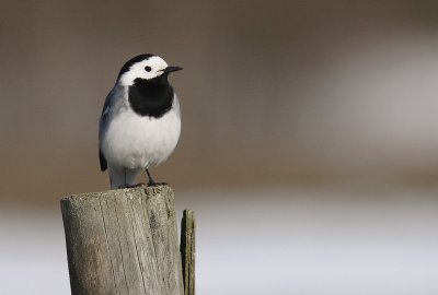 Sdesrla [White Wagtail] (IMG_0077)