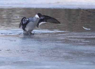 Salskrake [Smew] (IMG_4933)