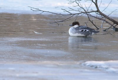 Salskrake [Smew] (IMG_4966)