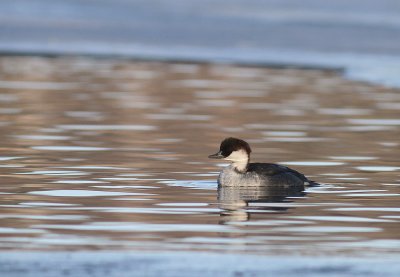 Salskrake [Smew] (IMG_5022)