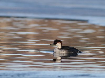 Salskrake [Smew] (IMG_5023)