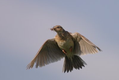 Snglrka [Eurasian Skylark] (IMG_3295)