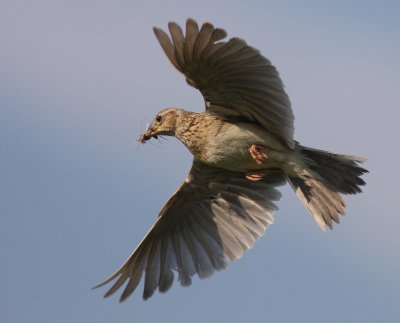 Snglrka [Eurasian Skylark] (IMG_3296)