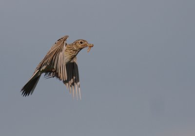 Snglrka [Eurasian Skylark] (IMG_3326)