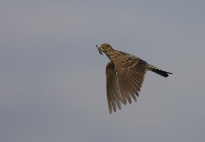 Snglrka [Eurasian Skylark] (IMG_3397)