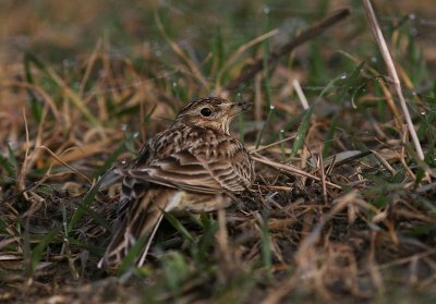 Snglrka [Eurasian Skylark] (IMG_5115)