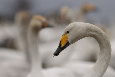 Sngsvan [Whooper Swan] (IMG_0205)