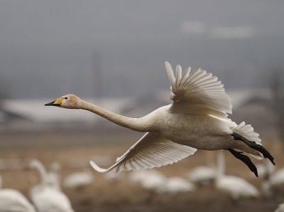Sngsvan [Whooper Swan] (IMG_0258)