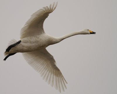 Sngsvan [Whooper Swan] (IMG_0274)