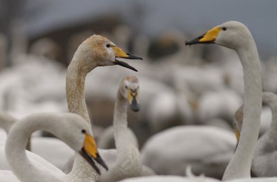 Sngsvan [Whooper Swan] (IMG_0276)