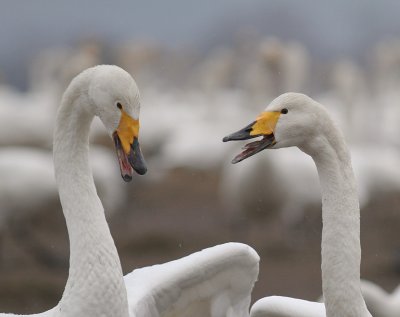 Sngsvan [Whooper Swan] (IMG_0284)