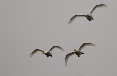 Sngsvan [Whooper Swan] (IMG_0289)