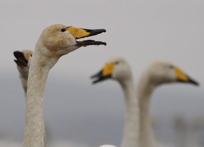 Sngsvan [Whooper Swan] (IMG_0317)