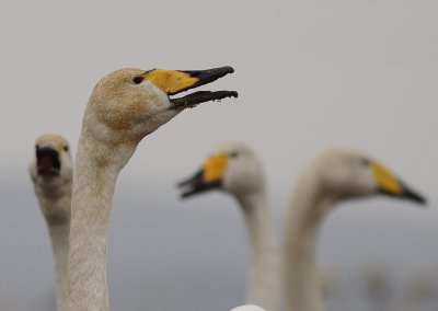 Sngsvan [Whooper Swan] (IMG_0318)