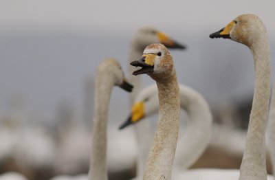 Sngsvan [Whooper Swan] (IMG_0321)