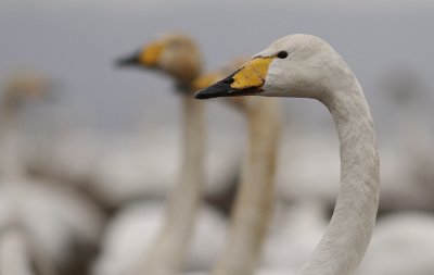 Sngsvan [Whooper Swan] (IMG_0323)