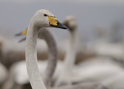 Sngsvan [Whooper Swan] (IMG_0331)