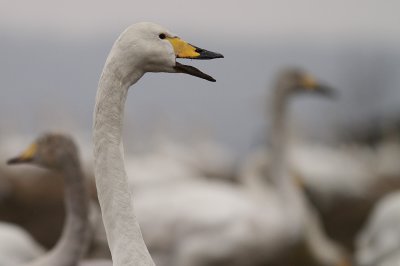 Sngsvan [Whooper Swan] (IMG_0336)