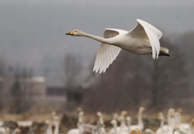 Sngsvan [Whooper Swan] (IMG_0351)