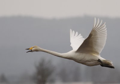 Sngsvan [Whooper Swan] (IMG_0352)
