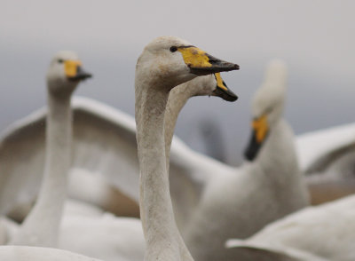 Sngsvan [Whooper Swan] (IMG_0364)