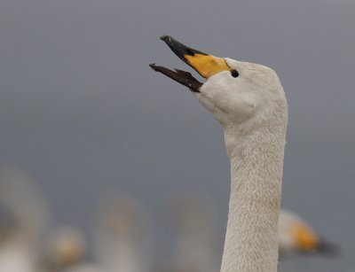 Sngsvan [Whooper Swan] (IMG_0375)