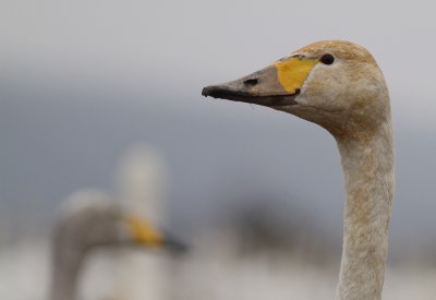 Sngsvan [Whooper Swan] (IMG_0399)