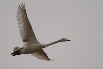 Sngsvan [Whooper Swan] (IMG_0413)