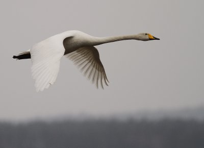 Sngsvan [Whooper Swan] (IMG_0423)