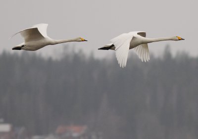 Sngsvan [Whooper Swan] (IMG_0428)