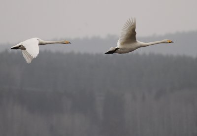 Sngsvan [Whooper Swan] (IMG_0430)