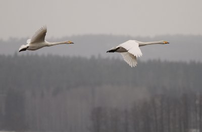 Sngsvan [Whooper Swan] (IMG_0431)