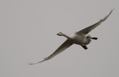 Sngsvan [Whooper Swan] (IMG_0432)