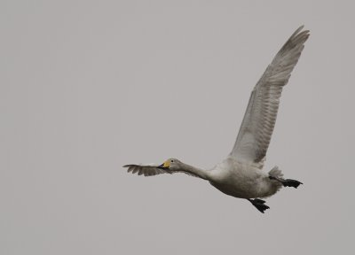 Sngsvan [Whooper Swan] (IMG_0433)