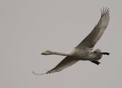 Sngsvan [Whooper Swan] (IMG_0435)