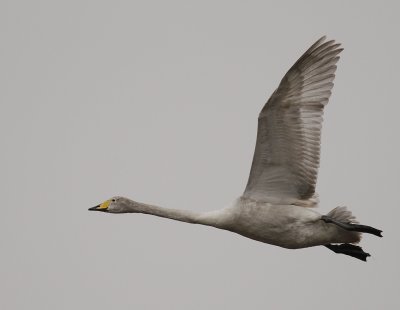 Sngsvan [Whooper Swan] (IMG_0436)