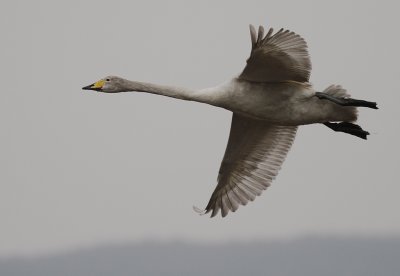 Sngsvan [Whooper Swan] (IMG_0437)