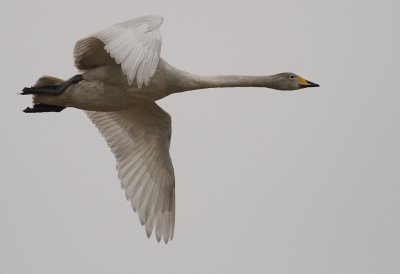 Sngsvan [Whooper Swan] (IMG_0442)