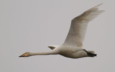 Sngsvan [Whooper Swan] (IMG_0446)