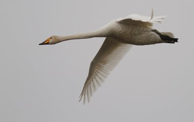 Sngsvan [Whooper Swan] (IMG_0447)