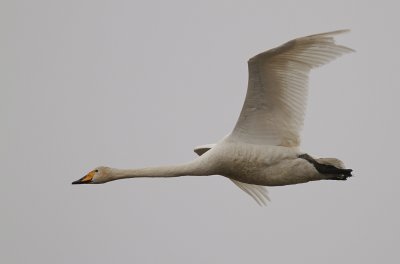 Sngsvan [Whooper Swan] (IMG_0448)