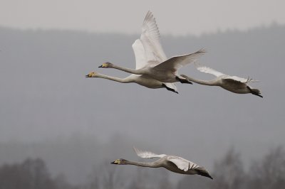 Sngsvan [Whooper Swan] (IMG_0454)