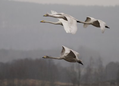 Sngsvan [Whooper Swan] (IMG_0455)