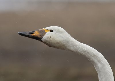 Sngsvan [Whooper Swan] (IMG_0465)