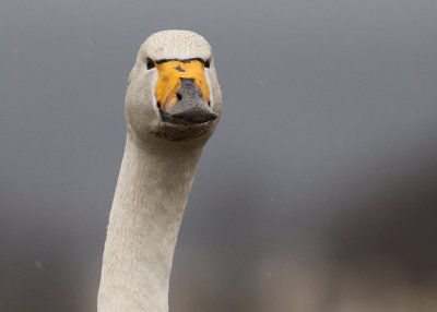 Sngsvan [Whooper Swan] (IMG_0484)