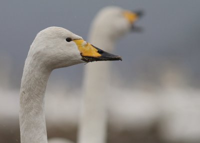 Sngsvan [Whooper Swan] (IMG_0489)