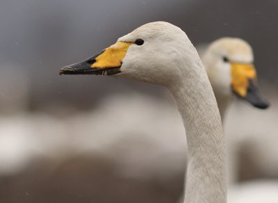 Sngsvan [Whooper Swan] (IMG_0493)